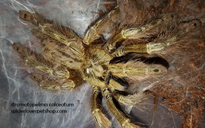 stromatopelma calceatum female tarantula
